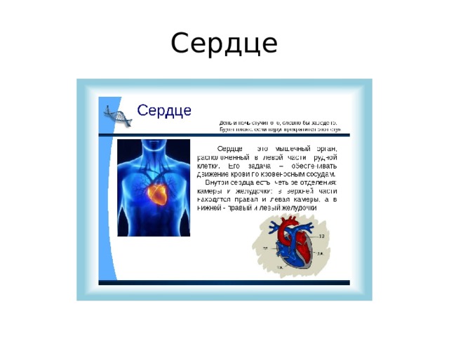 Сердце 