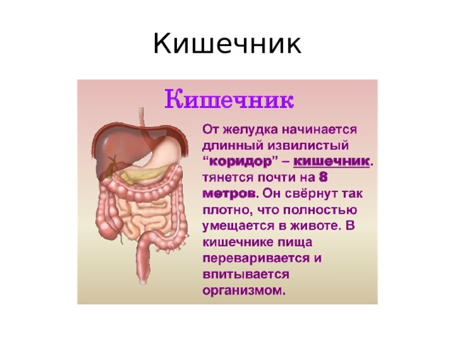 Кишечник 