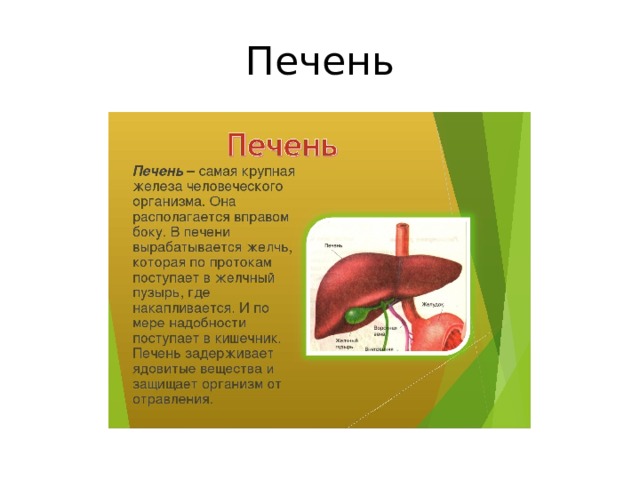 Печень 