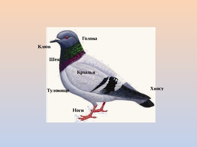 Голова Клюв Шея Крылья Хвост Туловище Ноги