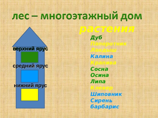 растения Дуб Папоротник Ландыш Калина Крапива Сосна Осина Липа Клевер Шиповник Сирень барбарис дом верхний ярус средний ярус нижний ярус 