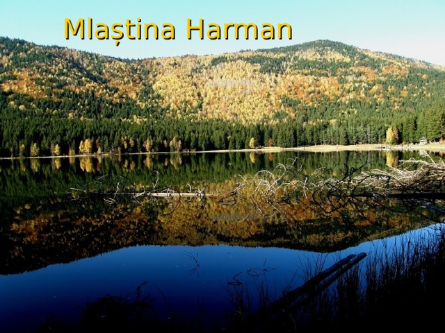 Mlaștina Harman 