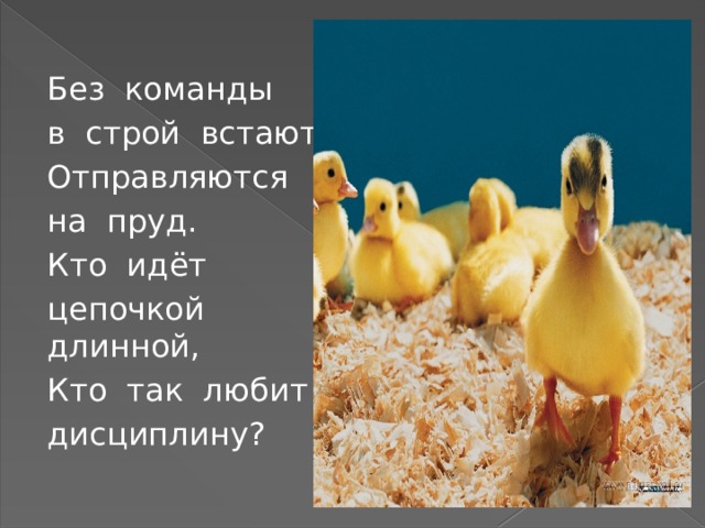 Без команды в строй встают, Отправляются на пруд. Кто идёт цепочкой длинной, Кто так любит дисциплину? 