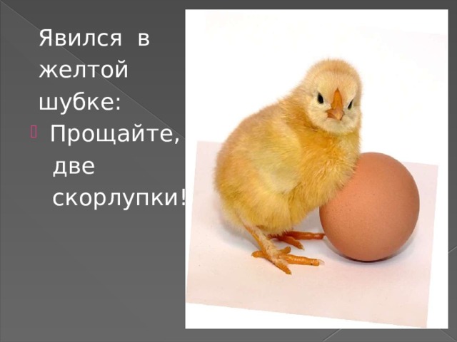  Явился в  желтой  шубке: Прощайте,  две  скорлупки! 