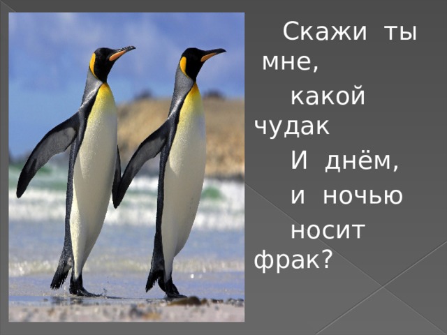  Скажи ты мне,  какой чудак  И днём,  и ночью  носит фрак? 