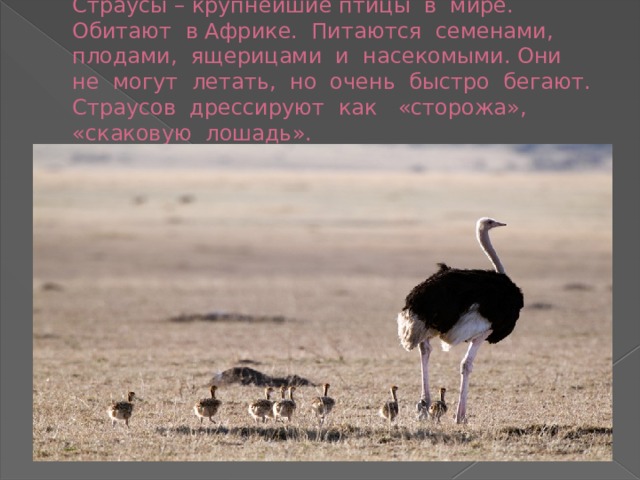 Страусы – крупнейшие птицы в мире. Обитают в Африке. Питаются семенами, плодами, ящерицами и насекомыми. Они не могут летать, но очень быстро бегают. Страусов дрессируют как «сторожа», «скаковую лошадь». 