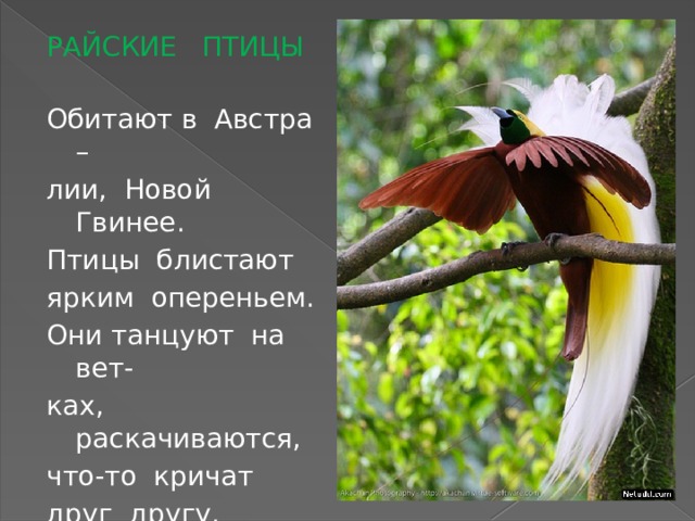 РАЙСКИЕ ПТИЦЫ Обитают в Австра – лии, Новой Гвинее. Птицы блистают ярким опереньем. Они танцуют на вет- ках, раскачиваются, что-то кричат друг другу. 