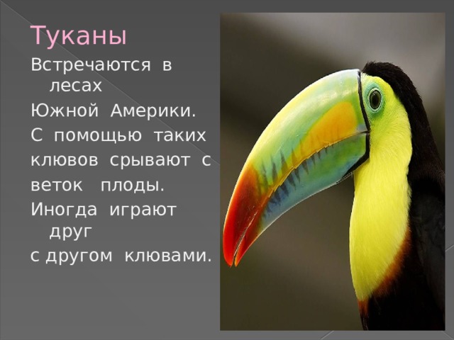 Туканы Встречаются в лесах Южной Америки. С помощью таких клювов срывают с веток плоды. Иногда играют друг с другом клювами. 