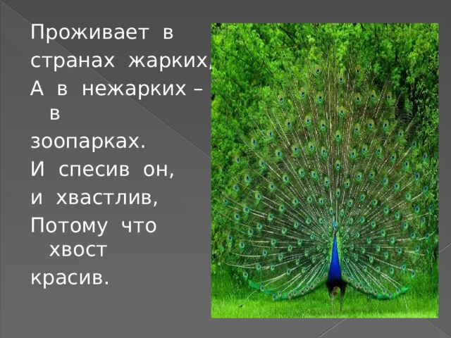 Проживает в странах жарких, А в нежарких – в зоопарках. И спесив он, и хвастлив, Потому что хвост красив. 
