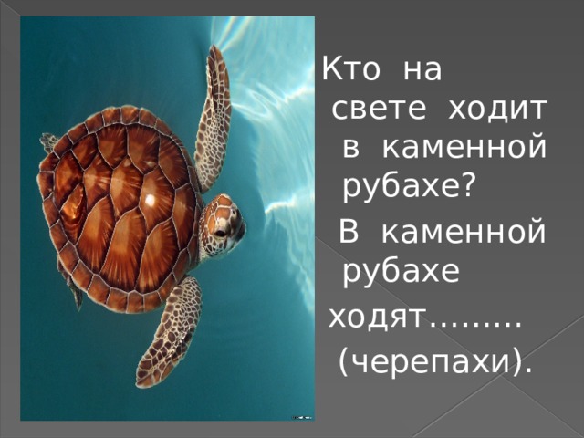  Кто на свете ходит в каменной рубахе?  В каменной рубахе  ходят………  (черепахи). 