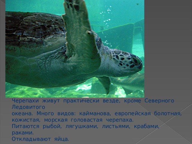 Черепахи живут практически везде, кроме Северного Ледовитого океана. Много видов: кайманова, европейская болотная, кожистая, морская головастая черепаха. Питаются рыбой, лягушками, листьями, крабами, раками. Откладывают яйца. 
