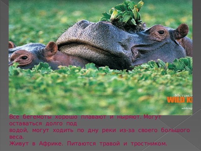 Все бегемоты хорошо плавают и ныряют. Могут оставаться долго под водой, могут ходить по дну реки из-за своего большого веса. Живут в Африке. Питаются травой и тростником. 