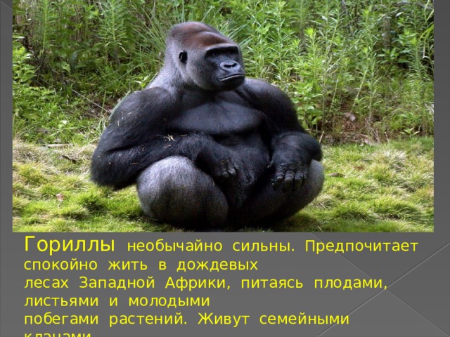 Гориллы необычайно сильны. Предпочитает спокойно жить в дождевых лесах Западной Африки, питаясь плодами, листьями и молодыми побегами растений. Живут семейными кланами. 