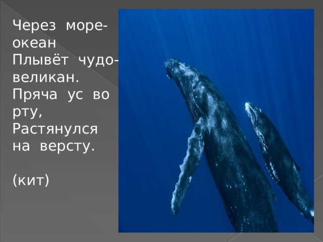 Через море-океан Плывёт чудо-великан. Пряча ус во рту, Растянулся на версту. (кит) 