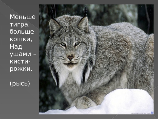 Меньше тигра, больше кошки, Над ушами – кисти-рожки. (рысь) 