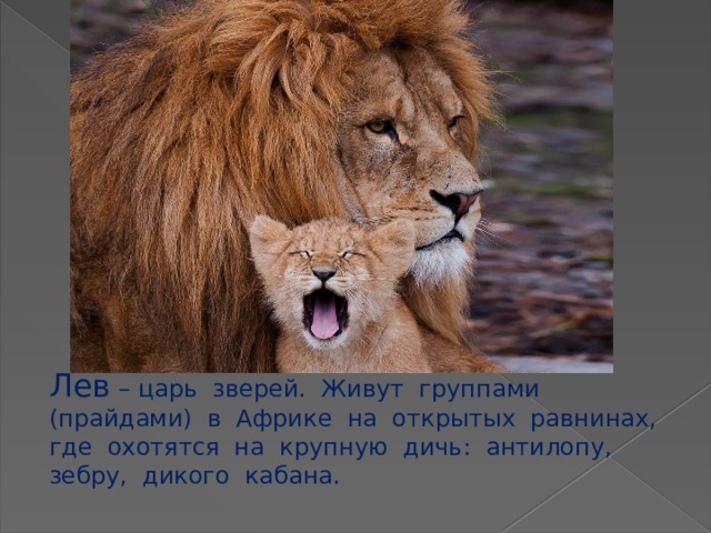 Лев – царь зверей. Живут группами (прайдами) в Африке на открытых равнинах, где охотятся на крупную дичь: антилопу, зебру, дикого кабана. 