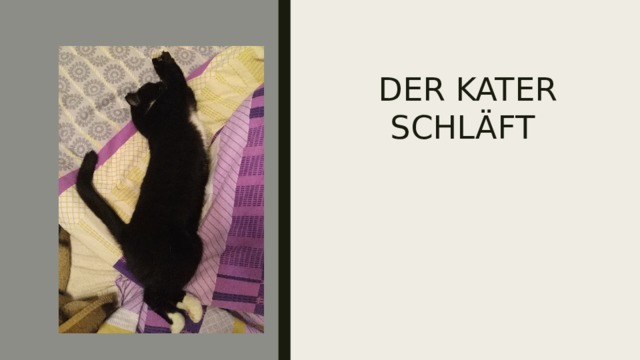  DER KATER SCHLÄFT 