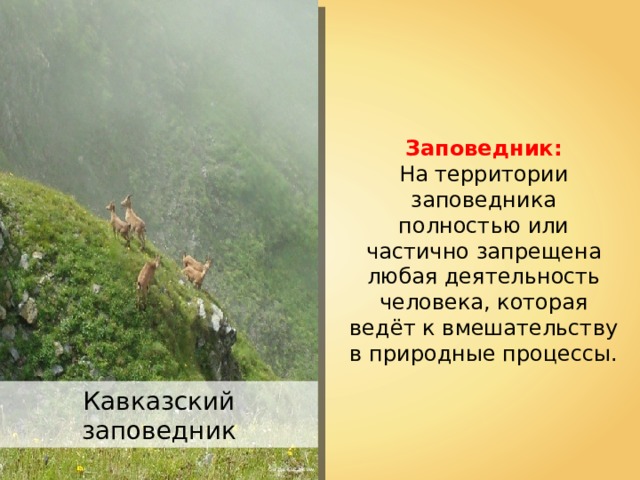 Заповедник: На территории заповедника полностью или частично запрещена любая деятельность человека, которая ведёт к вмешательству в природные процессы. Кавказский заповедник Sergei Kazantsev 