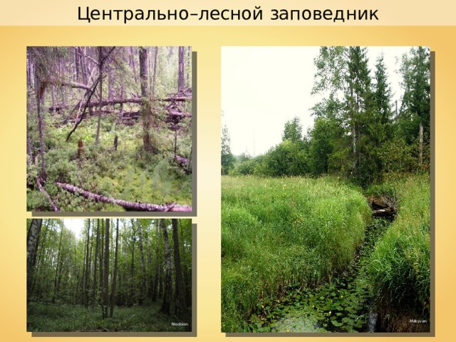 Центрально–лесной заповедник makyvan Makyvan Nockson  