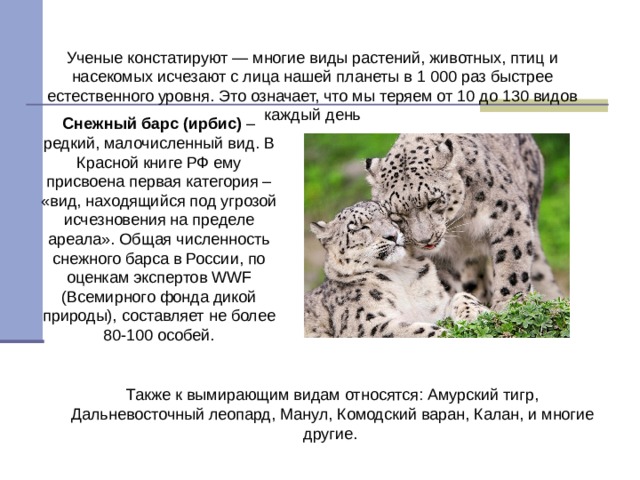 Ученые констатируют — многие виды растений, животных, птиц и насекомых исчезают с лица нашей планеты в 1 000 раз быстрее естественного уровня. Это означает, что мы теряем от 10 до 130 видов каждый день Cнежный барс (ирбис) – редкий, малочисленный вид. В Красной книге РФ ему присвоена первая категория – «вид, находящийся под угрозой исчезновения на пределе ареала». Общая численность снежного барса в России, по оценкам экспертов WWF (Всемирного фонда дикой природы), составляет не более 80-100 особей.   Также к вымирающим видам относятся: Амурский тигр, Дальневосточный леопард, Манул, Комодский варан, Калан, и многие другие. 
