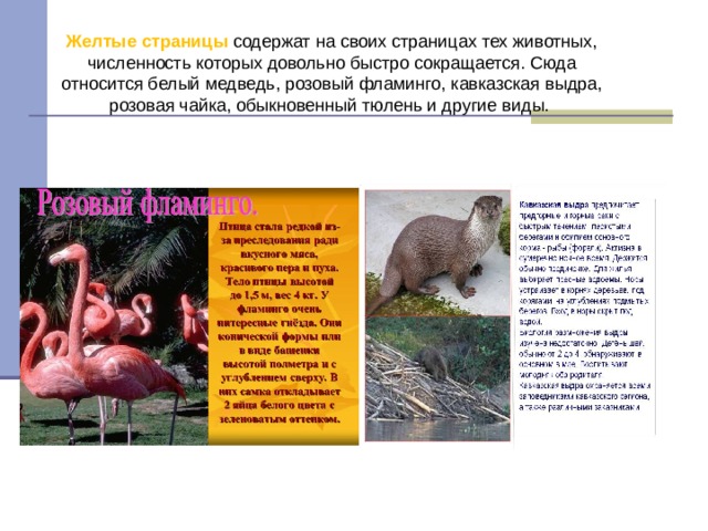 Желтые страницы содержат на своих страницах тех животных, численность которых довольно быстро сокращается. Сюда относится белый медведь, розовый фламинго, кавказская выдра, розовая чайка, обыкновенный тюлень и другие виды. 