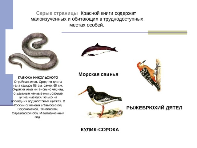 Серые страницы Красной книги содержат малоизученных и обитающих в труднодоступных местах особей. Морская свинья ГАДЮКА НИКОЛЬСКОГО Стройная змея. Средняя длина тела самцов 58 см, самок 65 см. Окраска тела интенсивно черная, отдельные желтые или розовые пятна имеются только на последних подхвостовых щитках. В России отмечена в Тамбовской, Воронежской, Пензенской, Саратовской обл. Малоизученный вид. РЫЖЕБРЮХИЙ ДЯТЕЛ КУЛИК-СОРОКА 