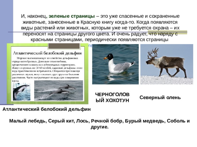 И, наконец , зеленые страницы – это уже спасенные и сохраненные животные, занесенные в Красную книгу когда-то. Когда появляются виды растений или животных, которым уже не требуется охрана – их переносят на страницы другого цвета. И очень радует, что наряду с красными страницами, периодически появляются страницы зеленого цвета ЧЕРНОГОЛОВЫЙ ХОХОТУН Северный  олень Атлантический белобокий дельфин Малый лебедь, Серый кит, Лось, Речной бобр, Бурый медведь, Соболь и другие.  