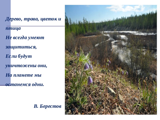    Дерево, трава, цветок и птица  Не всегда умеют защититься,  Если будут уничтожены они,  На планете мы останемся одни.    В. Берестов   