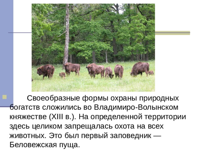          Своеобразные формы охраны природных богатств сложились во Владимиро-Волынском княжестве (XIII в.). На определенной территории здесь целиком запрещалась охота на всех животных. Это был первый заповедник — Беловежская пуща. 