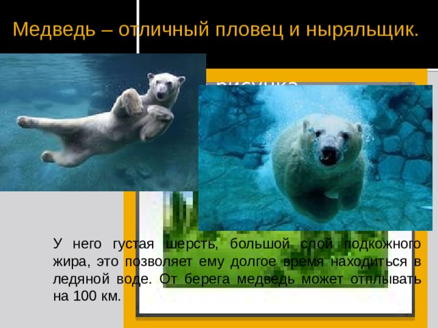Медведь – отличный пловец и ныряльщик. Вставка рисунка У него густая шерсть, большой слой подкожного жира, это позволяет ему долгое время находиться в ледяной воде. От берега медведь может отплывать на 100 км. 