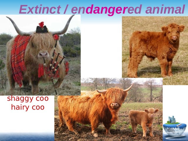 Extinct / en danger ed animal shaggy coo hairy coo 