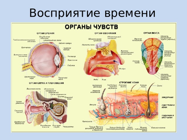 Восприятие времени Восприятие - это активный процесс, использующий информацию, полученную человеком с помощью его органов чувств. С помощью носа мы можем чувствовать разные запахи, с помощью глаз мы видим разные предметы, уши помогают нам слышать звуки вокруг нас. Но восприятие времени это нечто другое. У человека отсутствует орган для восприятия времени как таковой. Тогда встает резонный вопрос, если все ощущения, получаемые нами, являются некими раздражителями, воздействующими на органы чувств, с помощью которых мозг и получает сигнал о чем-либо, то что же для нас восприятие времени? Как мы его чувствуем?  