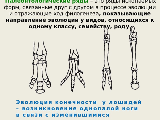  Палеонтологические ряды – это ряды ископаемых форм, связанные друг с другом в процессе эволюции и отражающие ход филогенеза , показывающие направление эволюции у видов, относящихся к одному классу, семейству, роду. Эволюция конечности у лошадей – возникновение однопалой ноги в связи с изменившимися условиями жизни. 