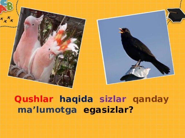 Qushlar  haqida  sizlar  qanday  ma’lumotga egasizlar? 