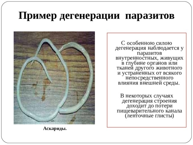 Пример дегенерации паразитов С особенною силою дегенерация наблюдается у паразитов внутренностных, живущих в глубине органов или тканей другого животного и устраненных от всякого непосредственного влияния внешней среды. В некоторых случаях дегенерация строения доходит до потери пищеварительного канала (ленточные глисты)  Аскариды. 