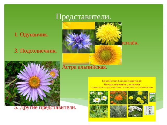 Представители. 1. Одуванчик.  2. Василёк. 3. Подсолнечник.  4. Астра альпийская. 5. Другие представители. 