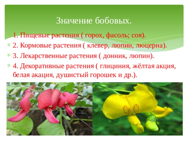 Значение бобовых. 1. Пищевые растения ( горох, фасоль; соя). 2. Кормовые растения ( клевер, люпин, люцерна). 3. Лекарственные растения ( донник, люпин). 4. Декоративные растения ( глициния, жёлтая акция, белая акация, душистый горошек и др.). 