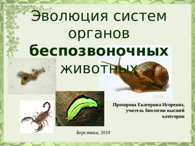 Эволюция систем органов беспозвоночных животных Прохорова Екатерина Игоревна, учитель биологии высшей категории Березники, 2019 