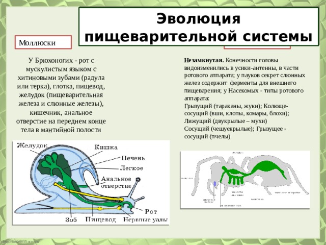 Эволюция пищеварительной системы Моллюски Членистоногие У Брюхоногих - рот с мускулистым языком с хитиновыми зубами (радула или терка), глотка, пищевод, желудок (пищеварительная железа и слюнные железы), кишечник, анальное отверстие на переднем конце тела в мантийной полости Незамкнутая. Конечности головы видоизменились в усики-антенны, в части ротового аппарата; у пауков секрет слюнных желез содержит ферменты для внешнего пищеварения; у Насекомых - типы ротового аппарата: Грызущий (тараканы, жуки); Колюще-сосущий (вши, клопы, комары, блохи); Лижущий (двукрылые – мухи) Сосущий (чешуекрылые); Грызущее - сосущий (пчелы) 