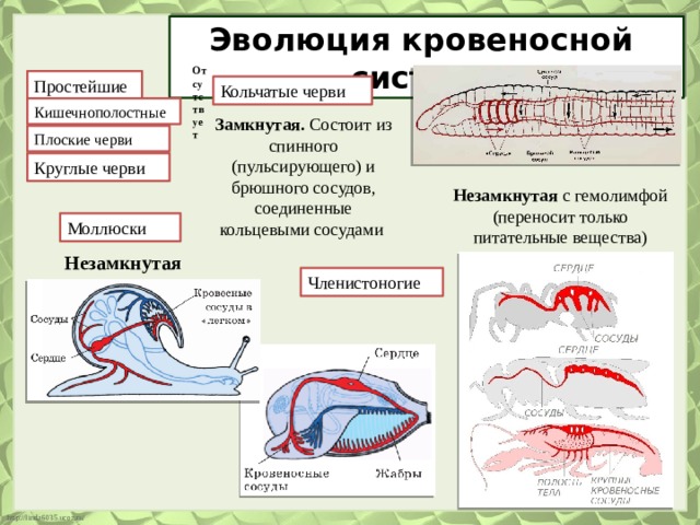 Эволюция кровеносной системы Отсутствует Простейшие Кольчатые черви Кишечнополостные Замкнутая. Состоит из спинного (пульсирующего) и брюшного сосудов, соединенные кольцевыми сосудами Плоские черви Круглые черви Незамкнутая с гемолимфой (переносит только питательные вещества) Моллюски Незамкнутая Членистоногие 