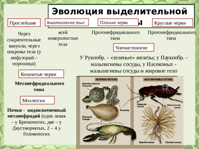 Эволюция выделительной системы Простейшие Кишечнополостные Плоские черви Круглые черви Протонефридиального типа Протонефридиального типа всей поверхностью тела Через сократительные вакуоли, через покровы тела (у инфузорий – порошица) Членистоногие У Рукообр. - «зеленые» железы; у Паукообр. - мальпигиевы сосуды, у Насекомых - мальпигиевы сосуды и жировое тело Кольчатые черви Метанефридиального типа Моллюски Почки - видоизмененный метанефридий (одна левая – у Брюхоногих, две – у Двустворчатых, 2 – 4 у Головоногих 
