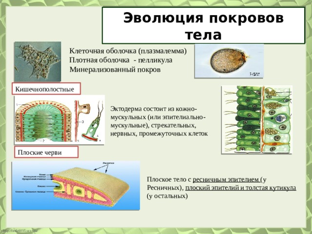 Эволюция покровов тела Клеточная оболочка (плазмалемма) Плотная оболочка - пелликула Минерализованный покров Кишечнополостные Эктодерма состоит из кожно-мускульных (или эпителиально-мускульные), стрекательных, нервных, промежуточных клеток Плоские черви Плоское тело с ресничным эпителием (у Ресничных), плоский эпителий и толстая кутикула (у остальных) 
