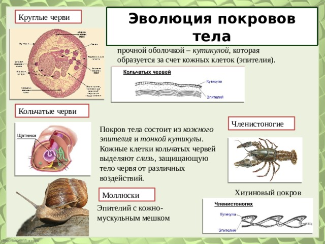 Эволюция покровов тела Круглые черви Все тело нематод покрыто гибкой, эластичной и прочной оболочкой –  кутикулой , которая образуется за счет кожных клеток (эпителия). Кольчатые черви Членистоногие Покров тела состоит из  кожного эпителия  и  тонкой кутикулы . Кожные клетки кольчатых червей выделяют  слизь , защищающую тело червя от различных воздействий. Хитиновый покров Моллюски Эпителий с кожно-мускульным мешком 