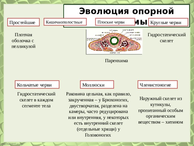 Эволюция опорной системы Простейшие Кишечнополостные Плоские черви Круглые черви Плотная оболочка с пелликулой Гидростатический скелет Паренхима  Кольчатые черви Моллюски Членистоногие Гидростатический скелет в каждом сегменте тела Раковина цельная, как правило, закрученная – у Брюхоногих, двустворчатая, разделена на камеры, часто редуцирована или внутренняя, у некоторых есть внутренний скелет (отдельные хрящи) у Головоногих Наружный скелет из кутикулы, пропитанный особым органическим веществом – хитином 