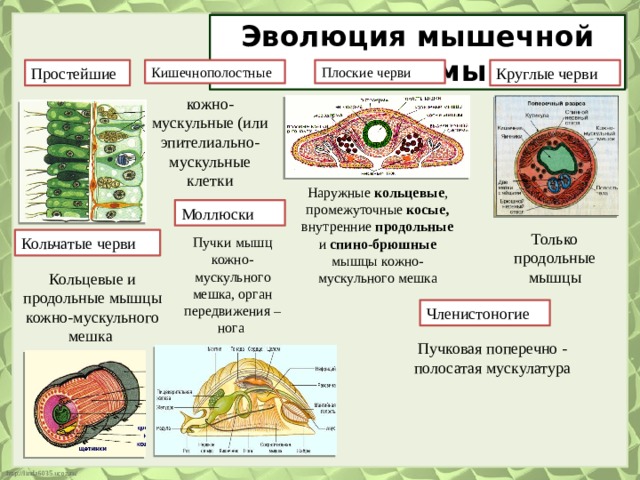 Эволюция мышечной системы Круглые черви Простейшие Кишечнополостные Плоские черви кожно-мускульные (или эпителиально-мускульные клетки Наружные кольцевые , промежуточные косые, внутренние продольные и спино-брюшные мышцы кожно-мускульного мешка Моллюски Только продольные мышцы Кольчатые черви Пучки мышц кожно-мускульного мешка, орган передвижения – нога Кольцевые и продольные мышцы кожно-мускульного мешка Членистоногие Пучковая поперечно - полосатая мускулатура 