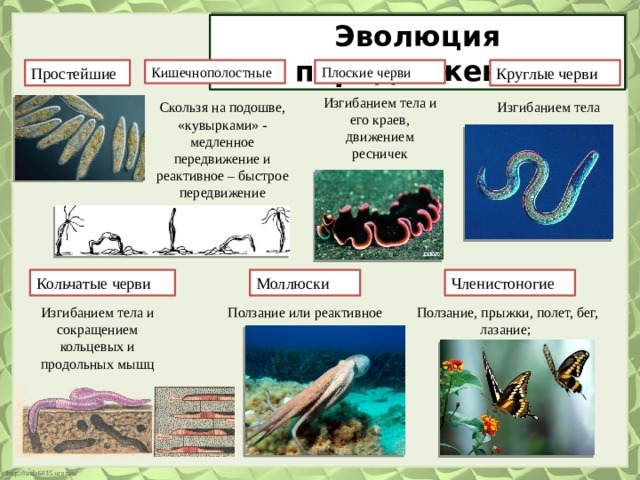 Эволюция передвижения Кишечнополостные Плоские черви Круглые черви Простейшие Изгибанием тела и его краев, движением ресничек Скользя на подошве, «кувырками» - медленное передвижение и реактивное – быстрое передвижение Изгибанием тела Членистоногие Моллюски Кольчатые черви Изгибанием тела и сокращением кольцевых и продольных мышц Ползание или реактивное Ползание, прыжки, полет, бег, лазание; 