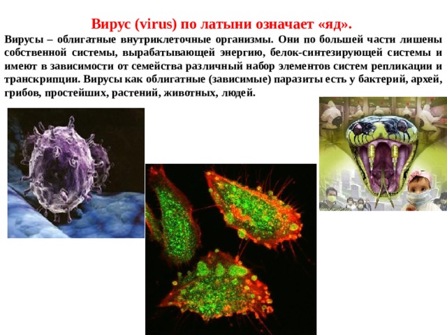 Вирус (virus) по латыни означает «яд». Вирусы – облигатные внутриклеточные организмы. Они по большей части лишены собственной системы, вырабатывающей энергию, белок-синтезирующей системы и имеют в зависимости от семейства различный набор элементов систем репликации и транскрипции. Вирусы как облигатные (зависимые) паразиты есть у бактерий, архей, грибов, простейших, растений, животных, людей. 