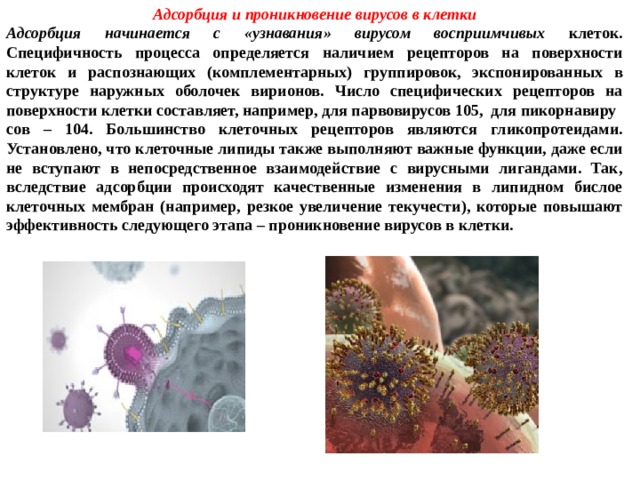 Адсорбция и проникновение вирусов в клетки Адсорбция начинается с «узнавания» вирусом восприимчивых клеток. Специфичность процесса определяется наличием рецепторов на поверхности клеток и распознающих (комплементарных) группировок, экспонированных в структуре наружных оболочек вирионов. Число специфических рецепторов на поверхности клетки составляет, например, для парвовирусов 105, для пикорнавиру сов – 104. Большинство клеточных рецепторов являются гликопротеидами. Установлено, что клеточные липиды также выполняют важные функции, даже если не вступают в непосредственное взаимодействие с вирусными лигандами. Так, вследствие адсорбции происходят качественные изменения в липидном бислое клеточных мембран (например, резкое увеличение текучести), которые повышают эффективность следующего этапа – проникновение вирусов в клетки. 