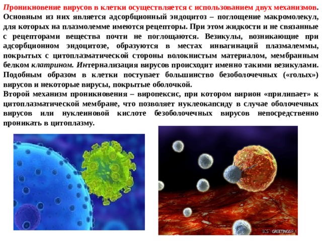 П роникновение вирусов в клетки осуществляется с использованием двух механизмов . Основным из них является адсорбционный эндоцитоз – поглощение макромолекул, для которых на плазмолемме имеются рецепторы. При этом жидкости и не связанные с рецепторами вещества почти не поглощаются. Везикулы, возникающие при адсорбционном эндоцитозе, образуются в местах инвагинаций плазмалеммы, покрытых с цитоплазматической стороны волокнистым материалом, мембранным белком клатрином. Ин тернализация вирусов происходит именно такими везикулами. Подобным образом в клетки поступает большинство безоболочечных («голых») вирусов и некоторые вирусы, покрытые оболочкой. Второй механизм проникновения – виропексис, при котором вирион «прилипает» к цитоплазматической мембране, что позволяет нуклеокапсиду в случае оболочечных вирусов или нуклеиновой кислоте безоболочечных вирусов непосредственно проникать в цитоплазму. 