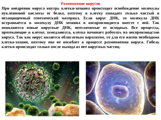Размножение вирусов При внедрении вируса внутрь клетки-хозяина происходит освобождение молекулы нуклеиновой кислоты от белка, поэтому в клетку попадает только чистый и незащищенный генетический материал. Если вирус ДНК, то молекула ДНК встраивается в молекулу ДНК хозяина и воспроизводится вместе с ней. Так появляются новые вирусные ДНК, неотличимые от исходных. Все процессы, протекающие в клетке, замедляются, клетка начинает работать на воспроизводство вируса. Так как вирус является облигатным паразитом, то для его жизни необходима клетка-хозяин, поэтому она не погибает в процессе размножения вируса. Гибель клетки происходит только после выхода из нее вирусных частиц.  